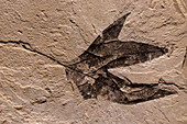 Fossilized leaf in the Utah Field House of Natural History Museum. Vernal, Utah.