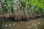 Mangrovenbaum im Caroni-Sumpf. Trinidad und Tobago