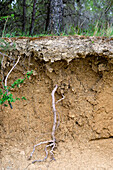 Ausschnitt mit Schichten eines fruchtbaren Bodens mit Wurzeln und Stämmen. Yesa-Stausee. Aragonien, Spanien, Europa.