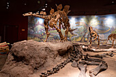 Skelettabguss eines Stegosaurus-Dinosauriers im Utah Field House of Natural History Museum. Vernal, Utah. Rechts auf dem Boden liegt das Skelett eines Haplocanthosaurus, eines Sauropoden. Dahinter liegt ein Ceratosaurus.