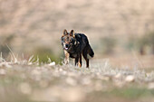 Iberischer Wolf in der kastilischen Steppe, Spanien