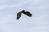 Bald Eagle (Haliaeetus leucocephalus), Ninilchik, Kenai, Alaska, USA