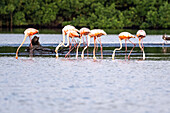 Flamingos trinken Wasser im Caroni-Sumpf. Trinidad und Tobago;