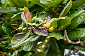 Trinidad - Indian Almond (Terminalia Catappa) Teteron Bay