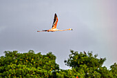 Fliegender Flamingo in Trinidad und Tobago