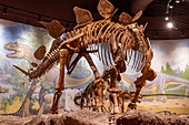 Skeletal cast of a Stegosaurus dinosaur in the Utah Field House of Natural History Museum. Vernal, Utah.