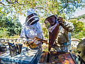 Zwei Imker mit Schutzanzügen neben Bienenstöcken beim Honigsammeln. La Rioja, Spanien, Europa.