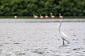 Egret posing in Caroni Swamp. Trinidad