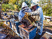 Zwei Imker mit Schutzanzügen neben Bienenstöcken beim Honigsammeln. La Rioja, Spanien, Europa.