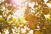Cox's Orange Pippin Apples on Tree