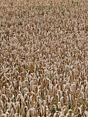 Full frame shot of golden wheat crop