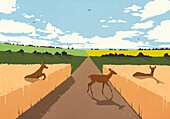 Deer crossing road into thick farm crop in idyllic countryside