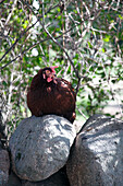 Rooster sitting on stone wall