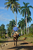 Kuba, Baracoa, ein Mann reitet auf einem Pferd durch eine exotische Landschaft mit Kokospalmen und üppiger Vegetation auf einem Feldweg