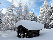 Austria,Tyrol, of a wooden caban covered by fresh snow in a larch forest