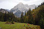 Österreich,Steiermark,ENNSTAL Alpen,Johnsbachtal,3 Personen wandern durch einen Fichtenwald zum Gipfel des Großen Odsteins 2335m