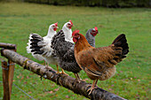 Austria,Styria,4 colorful chicken are standing on a wooden fence