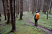 Österreich,Steiermark,ENNSTAL Alpen, ein einsamer Mann wandert auf einem schmalen Pfad durch einen Kiefernwald