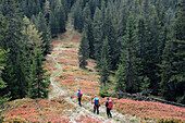 Austria,Styria,ENNSTAL Alps,Johnsbach valley,3 persons are hiking on a forest trail surrounded by dark pine trees towards Johnsbach valley.