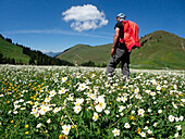 Österreich,Tirol,Kitzbühel,ein Mann mit Rucksack steht inmitten eines Feldes mit weißen Wildblumen,Ranunculus aconitifolius