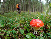 Austria,Styria,a man carrying an orange backpack walks through the woods ,on the foreground we see a beautiful fly agaric ,(Amanita muscaria)