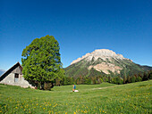 France,isÃ¨re,a woman dressed in shorts carrying a backpack is hiking towards a tall tree and a barn at alpine pasture of Emeindras dessus 1420m at the bottom of the highest summit of the Chartreuse range Chamechaude 2082m