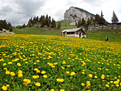 France,Savoie,a woman in shorts carying a backpack is hikking throug a dandelionsâ