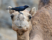 Sultanat Oman,Oman,DHOFAR,ein schwarzer Vogel,Tristram