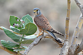 Sultanat Oman,Oman,Turmfalke,Falco tinnunculus auf einer Calotropis procera