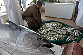 Sultanate of Oman,Batinah region,the fish market in BARKA