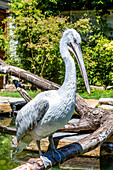 Fricnic pelican on a branch in the forest