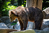 Portrait of brown bear cub