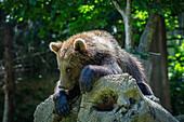 Brown bear cub on a tree trunk