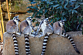Vier Lemuren auf einer Steinmauer