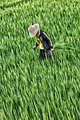 China,Yunnan Province,Dali,rice field,young woman picking up bad plants.