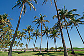 USA. Florida. Miami. Miami Beach. South Beach. Ocean Drive. Palm tree and coconut palms.