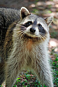 USA. Florida. Miami. Key Biscayne. Bill Baggs Cape Florida State Park. Close-up of a raccoon.