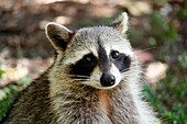 USA. Florida. Miami. Key Biscayne. Bill Baggs Cape Florida State Park. Close-up of a raccoon.