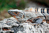 USA. Florida. Miami. Key Biscayne. Bill Baggs Cape Florida State Park. Nahaufnahme eines Leguans.