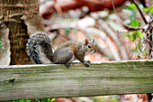 Vereinigte Staaten. Florida. Miami. Key Biscayne. Bill Baggs Cape Florida State Park. Eichhörnchen.