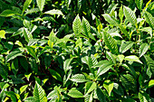 USA. Florida. Close-up of Nervous psycotra plants (psychotria nervosa).