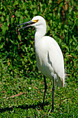 USA. Florida. Everglades National Park. Shark Valley. White egret.