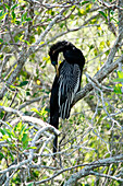 USA. Florida. North Everglades National Park. Shark Valley. Anhinga from America cleaning its plumage.