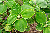 Brasilien. Nahaufnahme einer Tibouchina grandifolia-Pflanze.