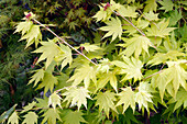 Seine und Marne. Blick auf Blätter des japanischen Ahorns Acer shirasawanum.