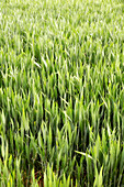 France. Seine et Marne. Boissy le Chatel region. Field of young shoots wheat.
