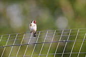 France. Seine et Marne. Coulommiers region. Goldfinch on a wire mesh.