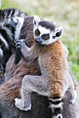 Junger Ringelschwanzlemur auf dem Rücken seiner Mutter.