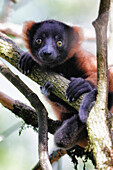 Young red vari lemur in a tree.