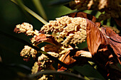 Close-up on palm fruits.